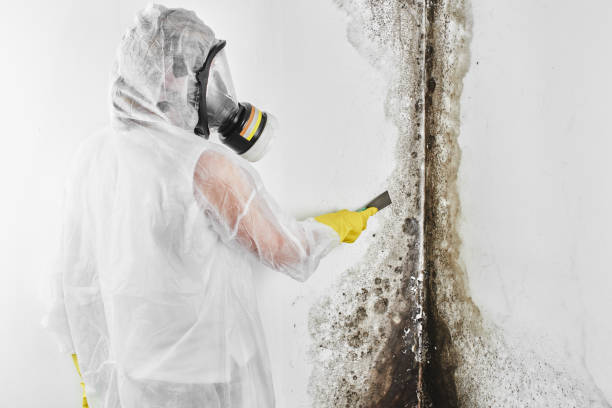 Mold Testing and Removal in Artesia, CA