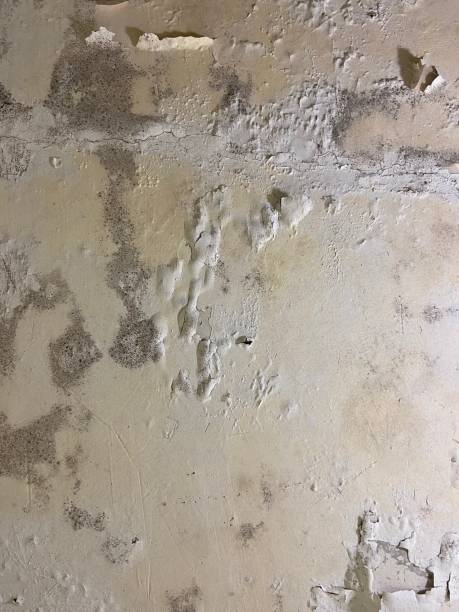 Best Crawl Space Mold Removal  in Artesia, CA