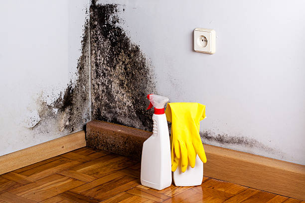 Best Attic Mold Removal  in Artesia, CA