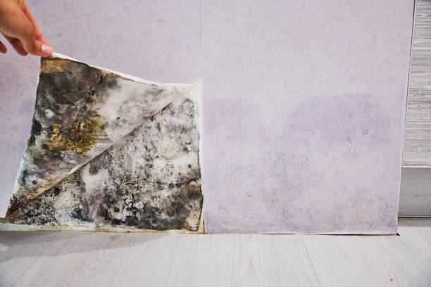 Certified Mold Removal in Artesia, CA